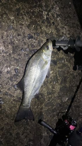 セイゴ（ヒラスズキ）の釣果