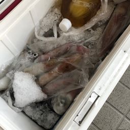 ケンサキイカ