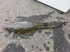 マゴチの釣果