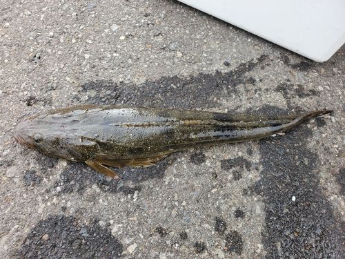 マゴチの釣果