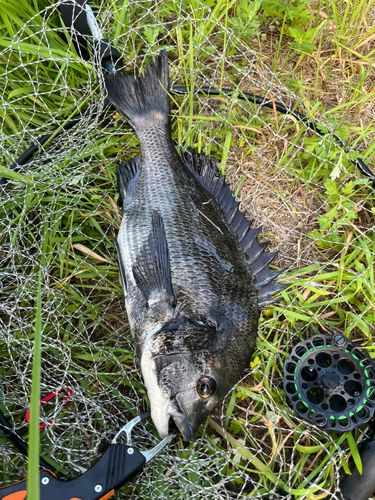 チヌの釣果