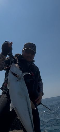 ギンガメアジ