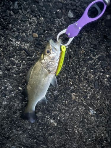 セイゴ（ヒラスズキ）の釣果