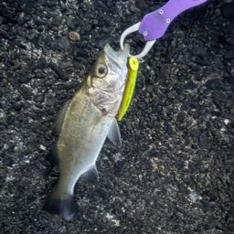 セイゴ（ヒラスズキ）