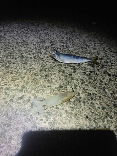 ヤリイカの釣果