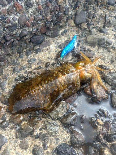 アオリイカの釣果