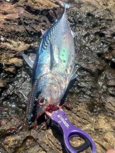 スマガツオの釣果
