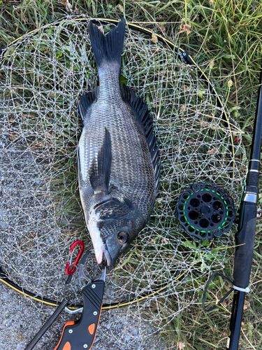チヌの釣果