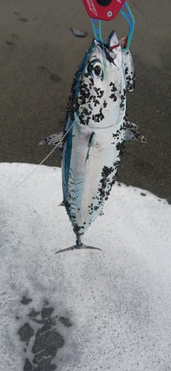 マルソウダの釣果