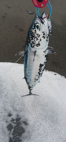 マルソウダの釣果