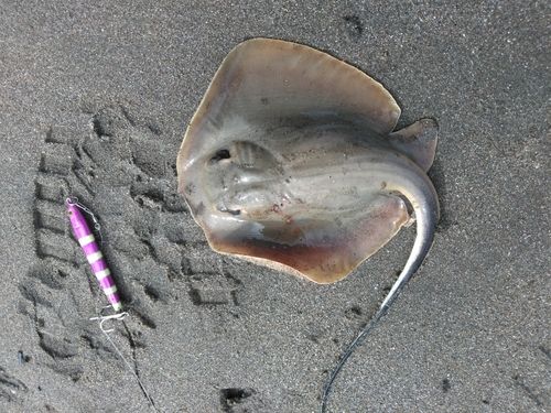 アカエイの釣果