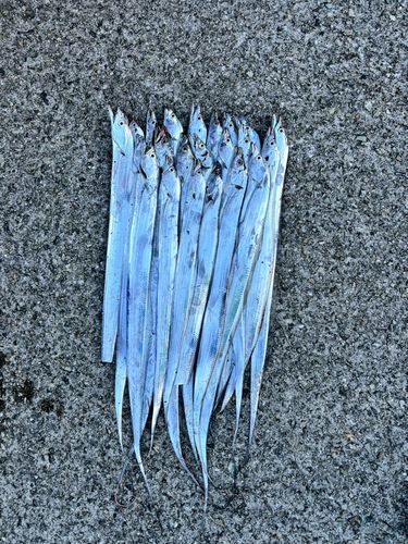 タチウオの釣果