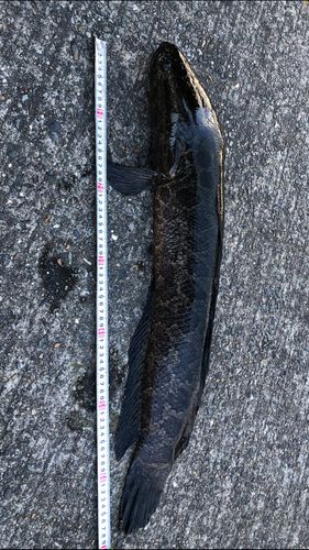 釣果