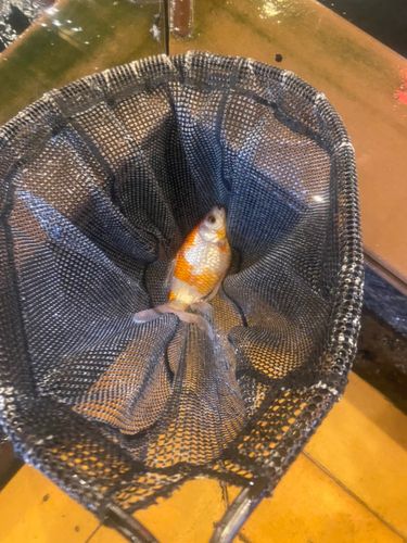 キンギョの釣果