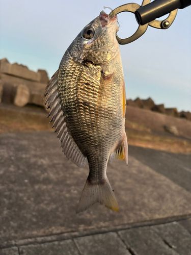 キビレの釣果