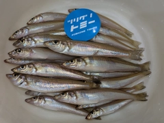 キスの釣果