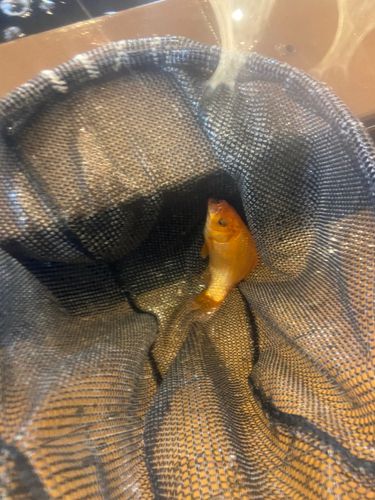 キンギョの釣果