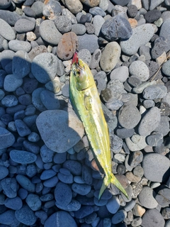 シイラの釣果