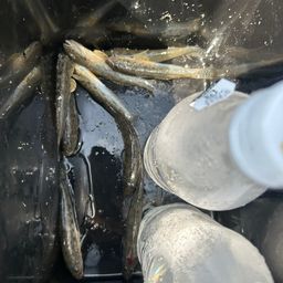 ハゼ