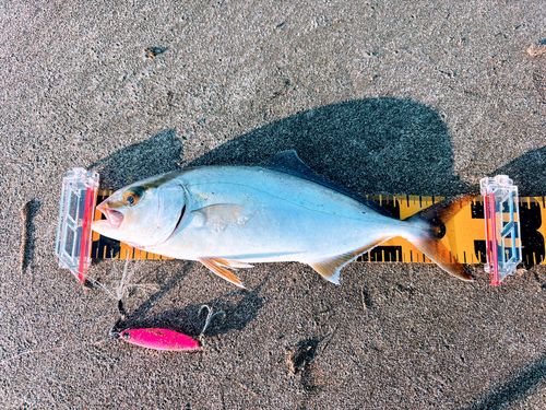 ワカシの釣果