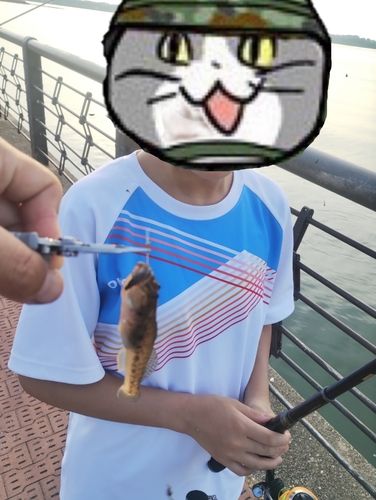 ハゼの釣果