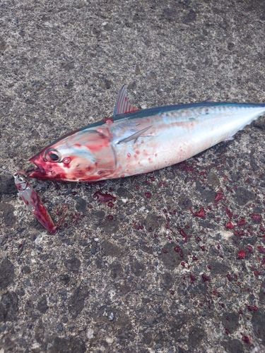 ソウダガツオの釣果