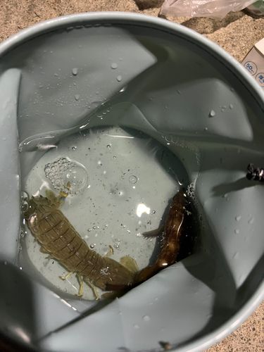 シャコの釣果