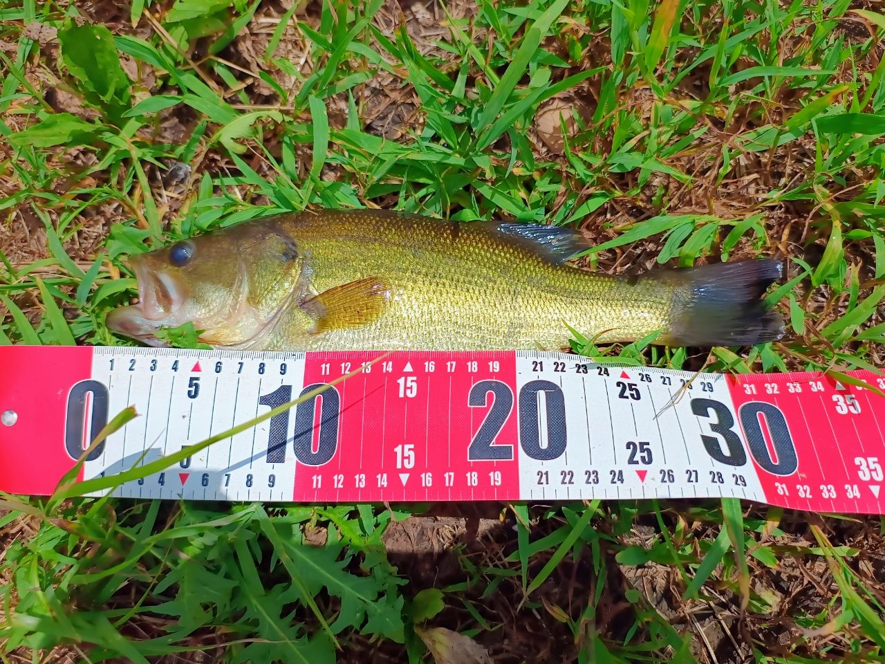 ラージマウスバス