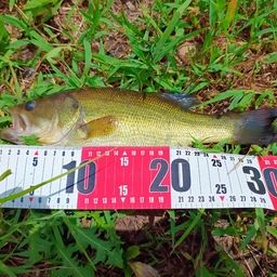 ラージマウスバス