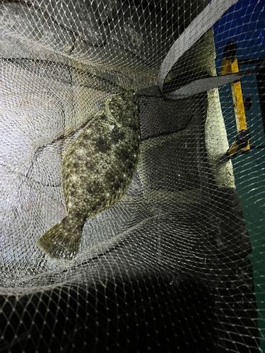 ソゲの釣果