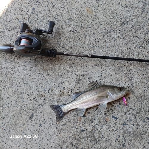 タケノコメバルの釣果