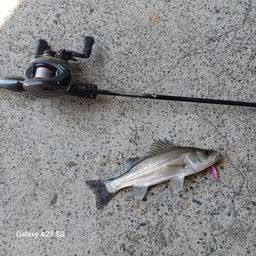 タケノコメバル