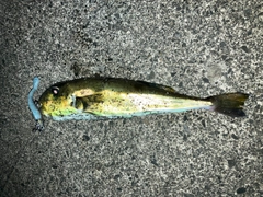 シロサバフグの釣果