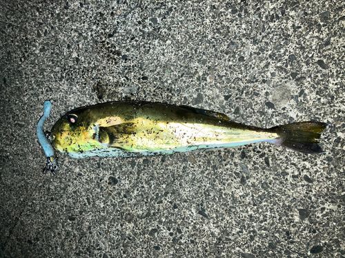 シロサバフグの釣果