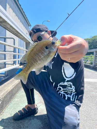 ブルーギルの釣果
