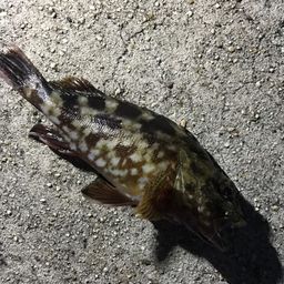 カサゴ