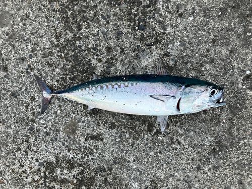 マルソウダの釣果
