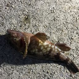 カサゴ