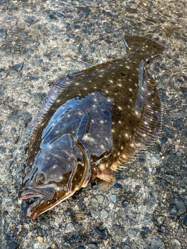 ヒラメの釣果