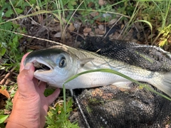ボラの釣果