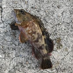 カサゴ