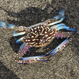 カニ