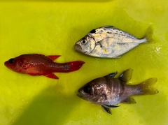 ヒイラギの釣果
