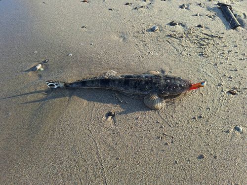 マゴチの釣果
