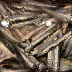 イワシ