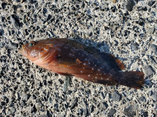 アコウの釣果