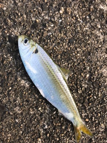 ママカリの釣果