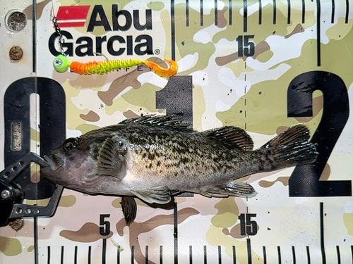 クロソイの釣果