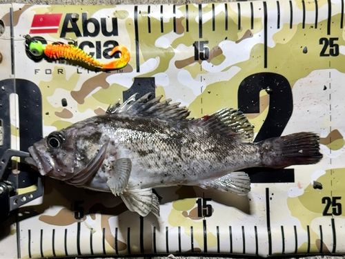 クロソイの釣果