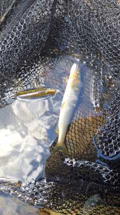 アユの釣果